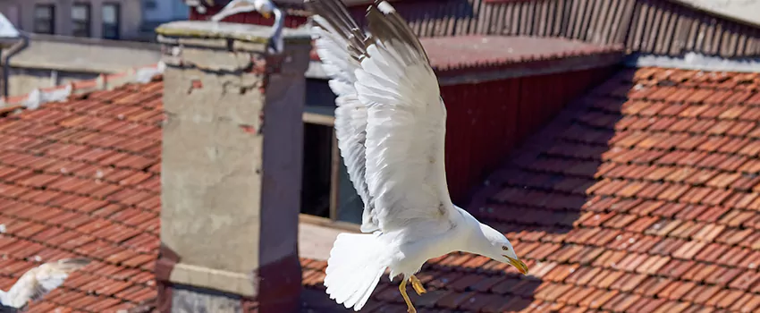 Residential Chimney Animal Removal Solution in Burlington, KY