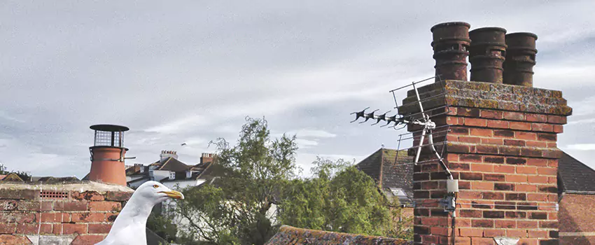 Chimney Cleaning And Restoration in Burlington, Kentucky